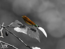 Dragonfly - Ważka